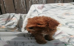 Miniature Poodle dogs for sale: Miniature poodles  - Image 11