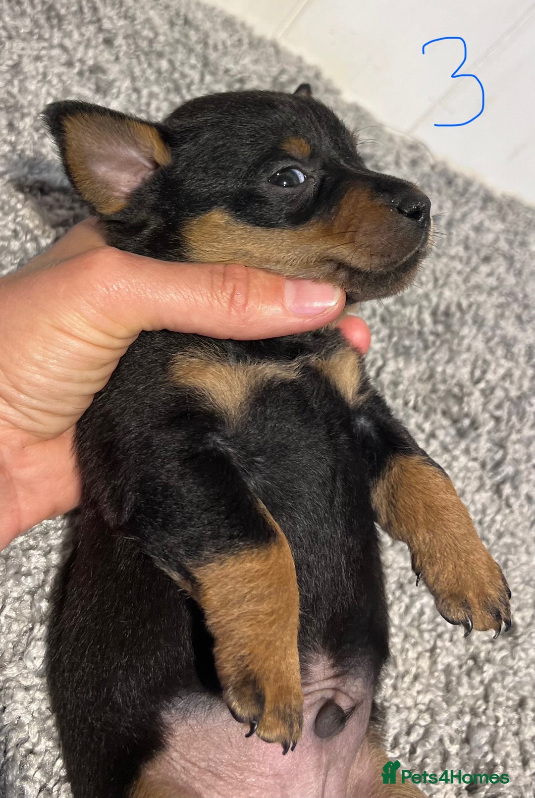 Lancashire Heeler dogs for sale: Lancashire Heelers - Image 25
