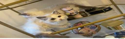Ragdoll cats for sale: Tica registeredChampion breed Ragdoll kittens - Advert 4