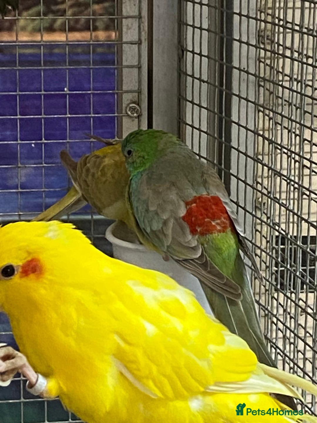 Parrots birds for sale: X BIRDS/PARAKEETS/PARROTS AVAILABLE X - Image 18