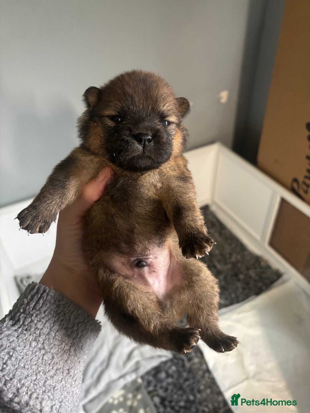 Chow Chow dogs for sale: 3 Stunning chow chow for sale  - Image 9