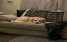 Labrador Retriever dogs for sale: Male Golden Labrador - Image 2