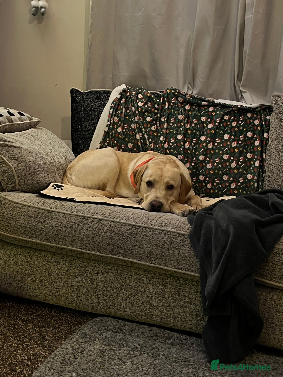 Labrador Retriever dogs for sale: Male Golden Labrador - Image 2