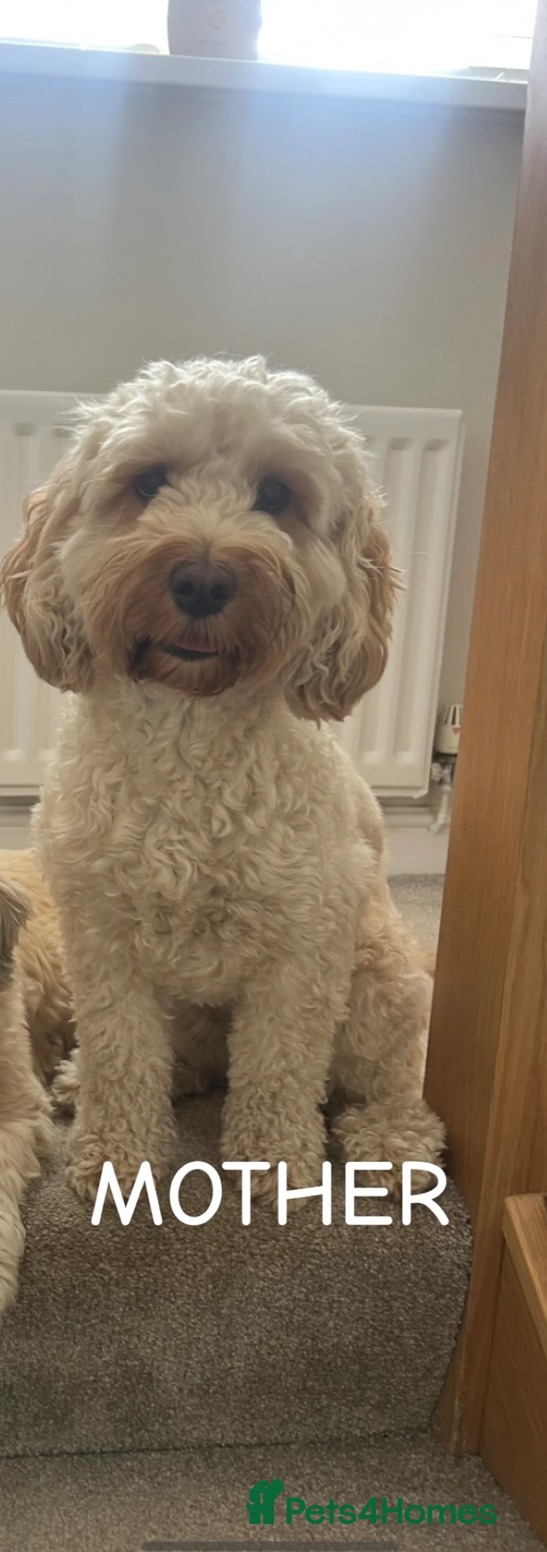 Cockapoo dogs for sale: F2 Cockapoos  - Advert 8