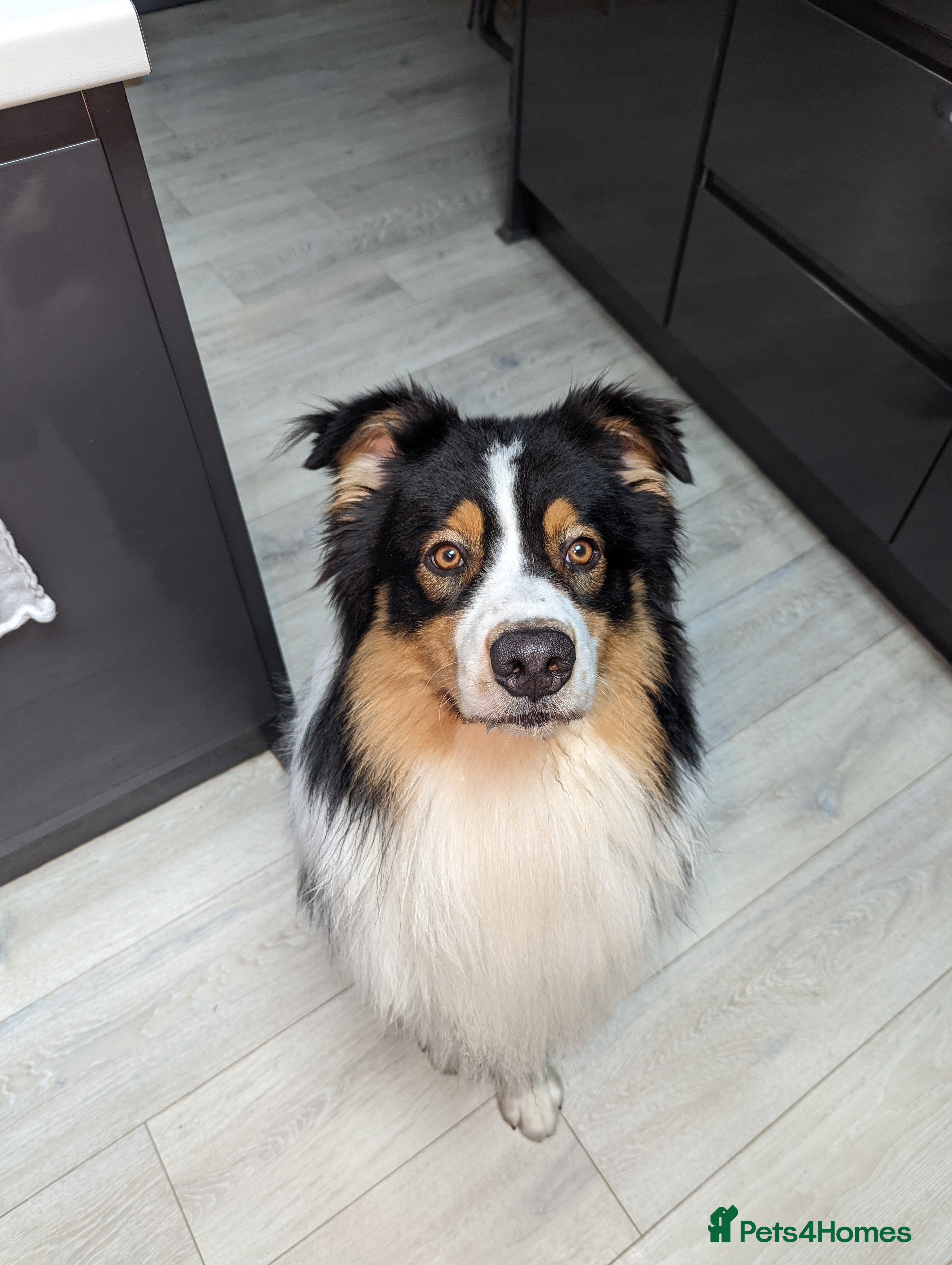 Australian Shepherd dogs Australian Shepherd for Studding in East Grinstead - Advert 1