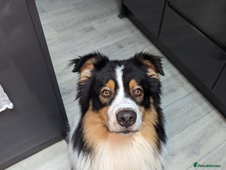 Australian Shepherd dogs for stud: Australian Shepherd for Studding in East Grinstead - Advert 1