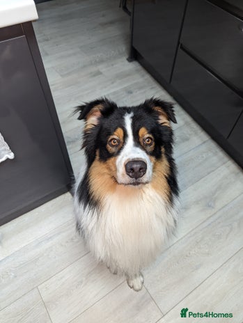 Australian Shepherd dogs Australian Shepherd for Studding in East Grinstead - Advert 1