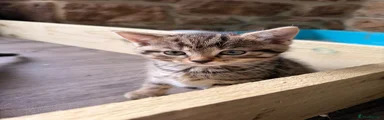Tabby girl 