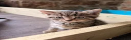 Mixed Breed cats for sale: Very cute and cuddly kittens  - Advert 4