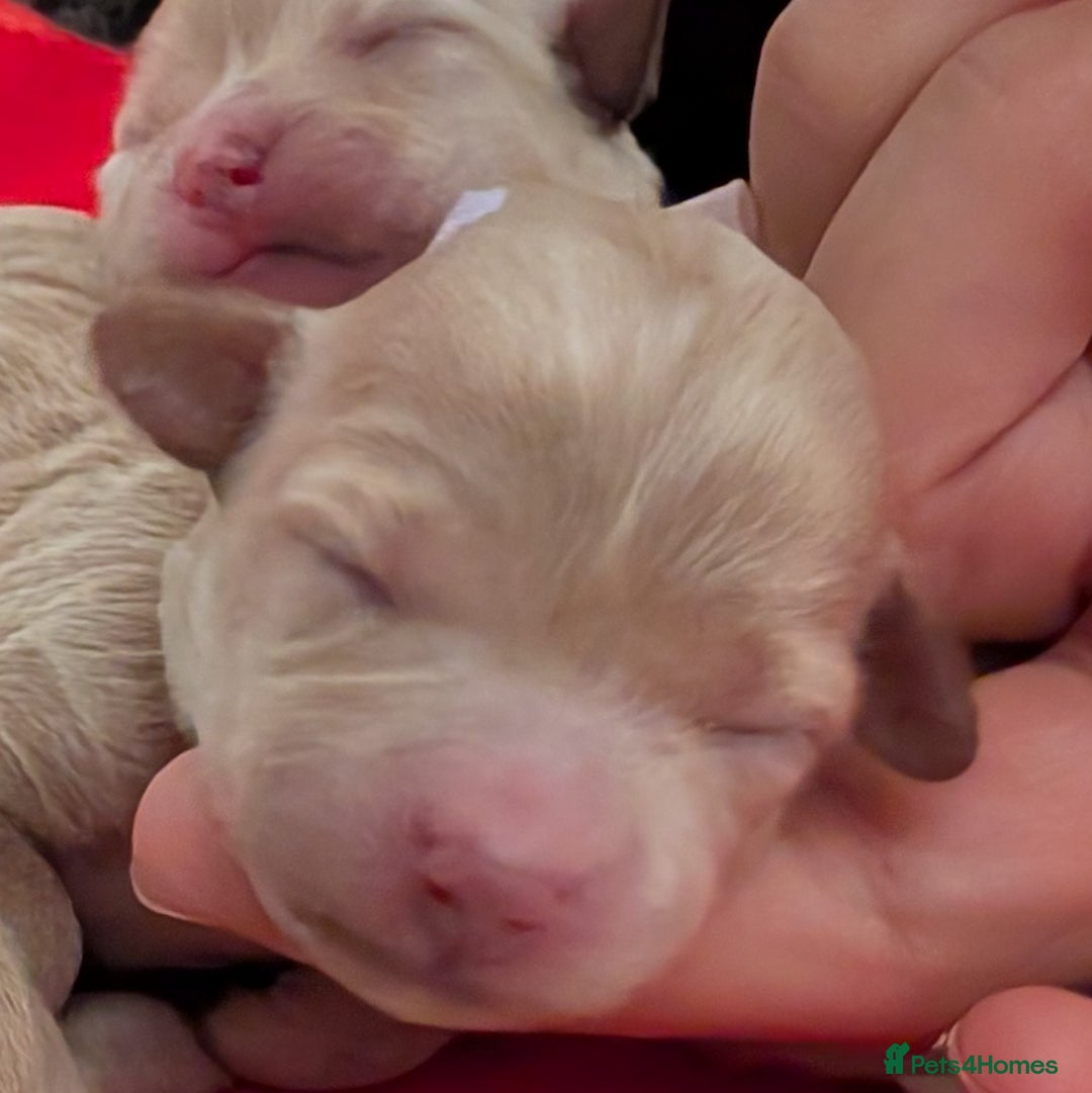 Maltipoo dogs for sale: 🩷 1 Baby Girl Available  - Advert 6