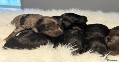 Cockapoo dogs - Advert 5