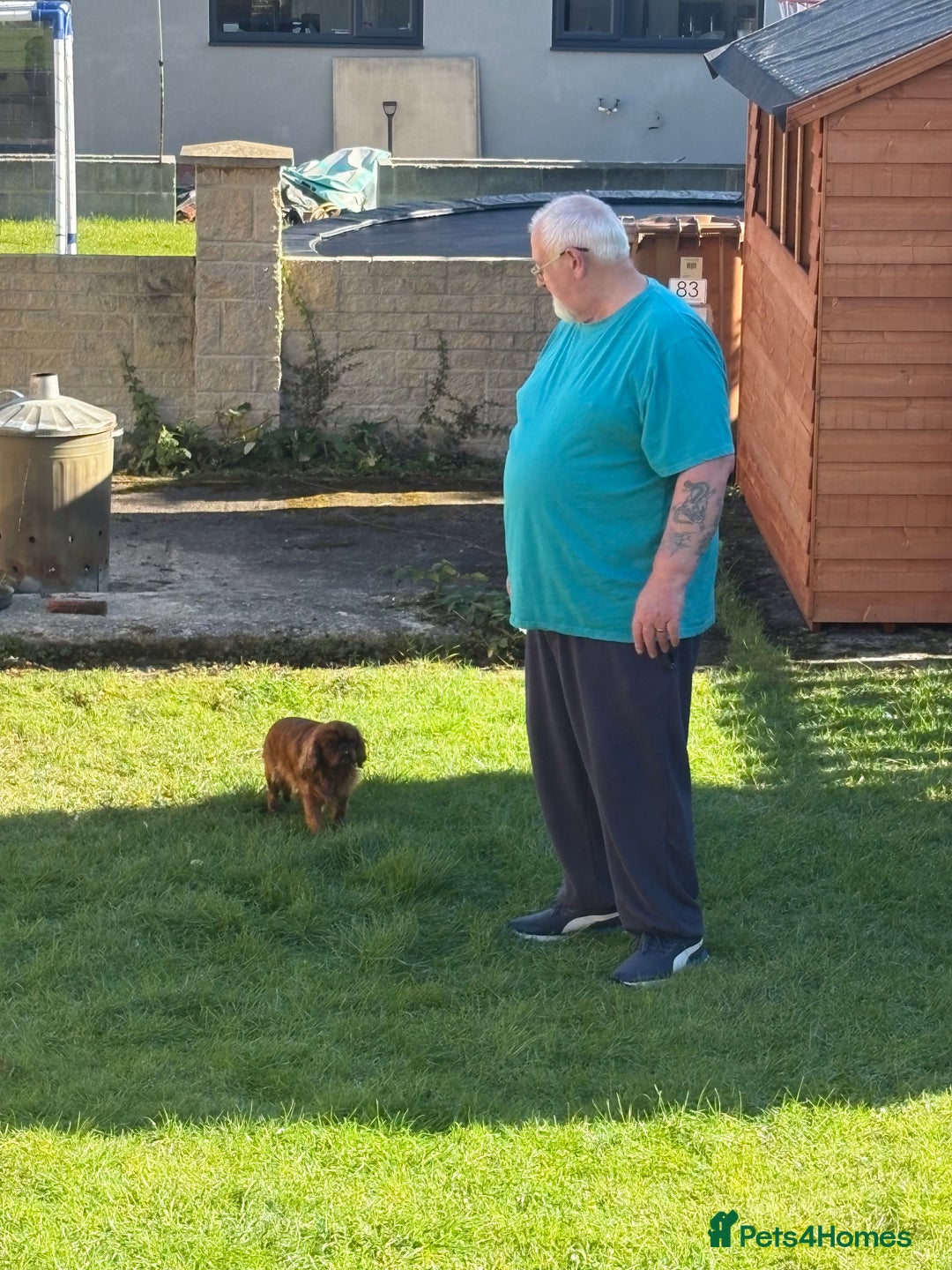 King Charles Spaniel dogs for sale: King Charles spaniel  - Advert 4