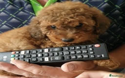 Toy Poodle dogs for sale: KC Toy Poodles, health tested, champion bloodline - Image 3