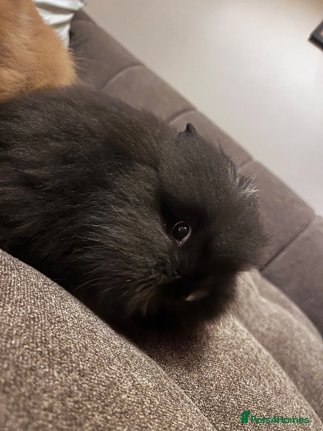 Lionhead rabbits for sale: 2 Female lion heads with everything you need in Burnley - Advert 6