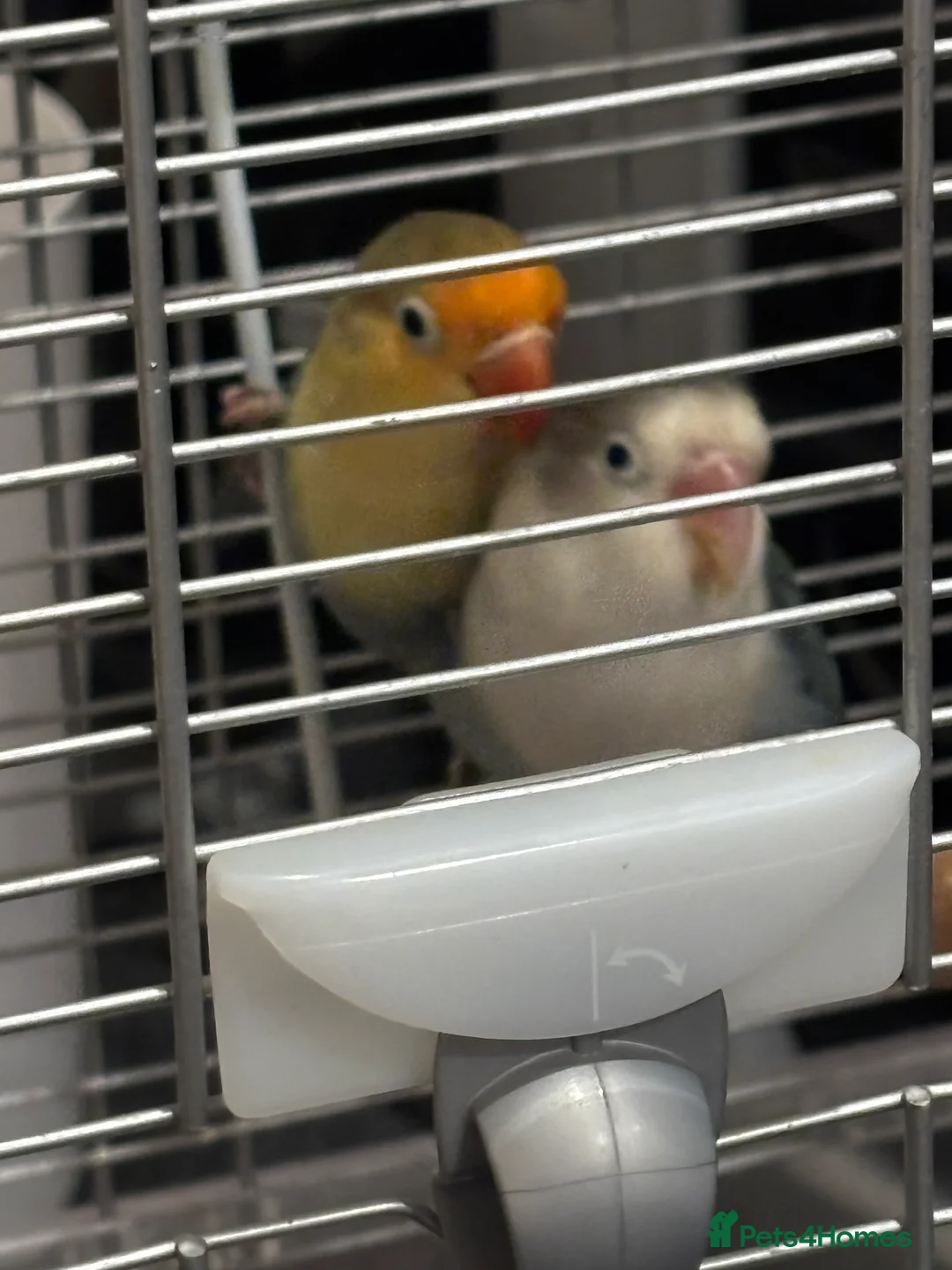 Lovebirds birds for sale: Two love birds with cage  - Advert 4