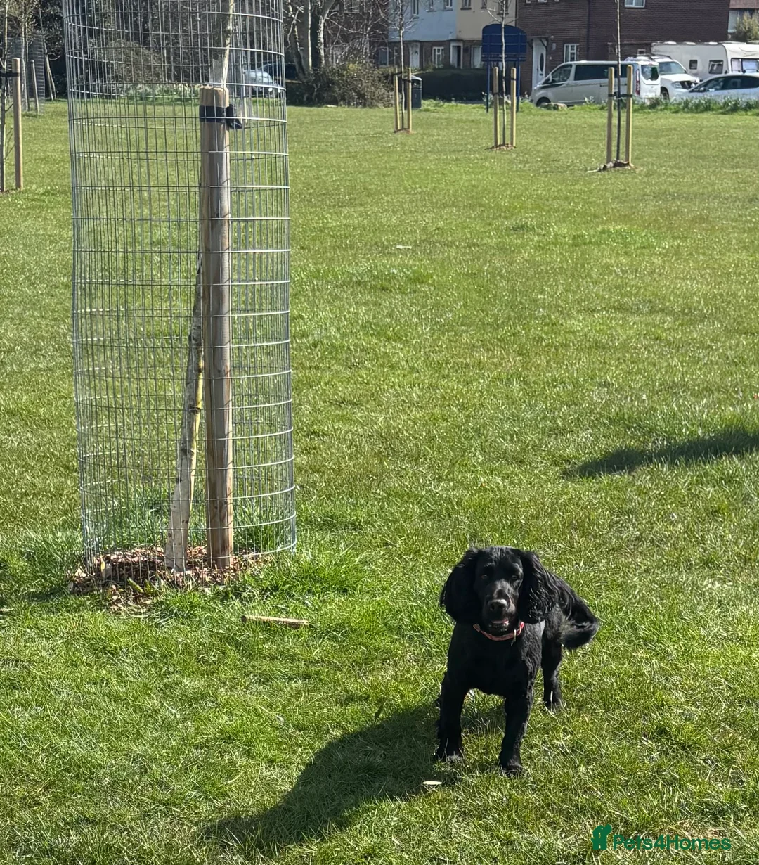 Cocker Spaniel dogs for sale: Our Next Adventure Begins April 30th! 📣 - Advert 3