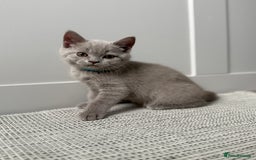 British Shorthair cats for sale: GCCF registered British shorthair kittens - Image 3