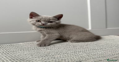 British Shorthair cats - Advert 9
