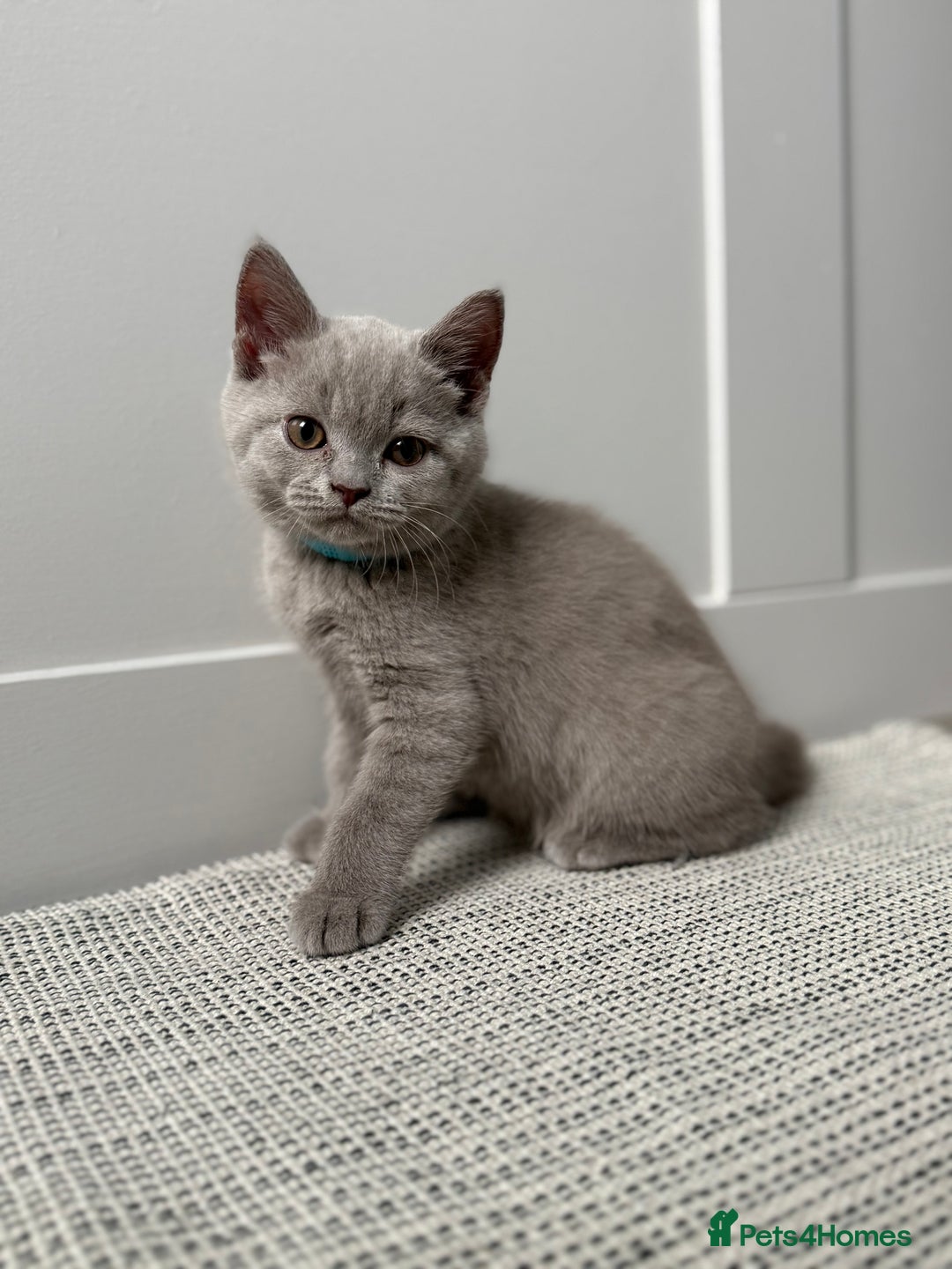 British Shorthair cats for sale: GCCF registered British shorthair kittens - Image 3