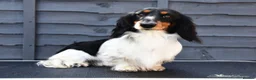 Miniature Dachshund dogs for stud: Miniature Black and Tan Piebald Stud in Rochford - Advert 3