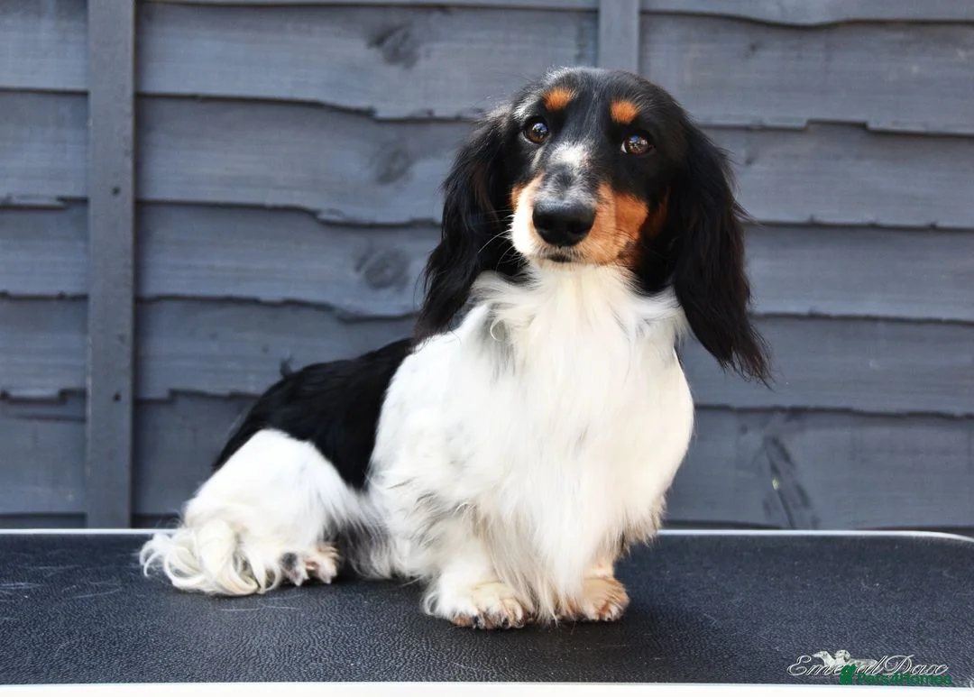 Miniature Dachshund dogs for stud: Miniature Black and Tan Piebald Stud in Rochford - Advert 3