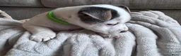 Jack Russell dogs for sale: Jack Russell Puppies in York - Advert 13