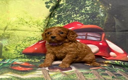 Cavapoo dogs for sale: Lovely litter of F1 Cavapoos - Advert 6