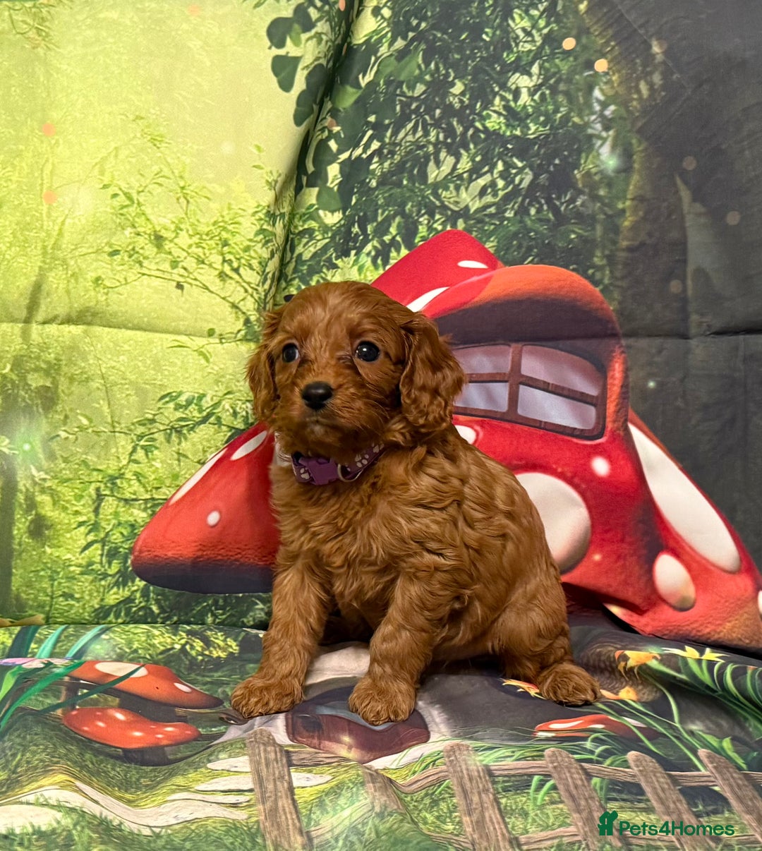 Cavapoo dogs for sale: Lovely litter of F1 Cavapoos - Advert 6