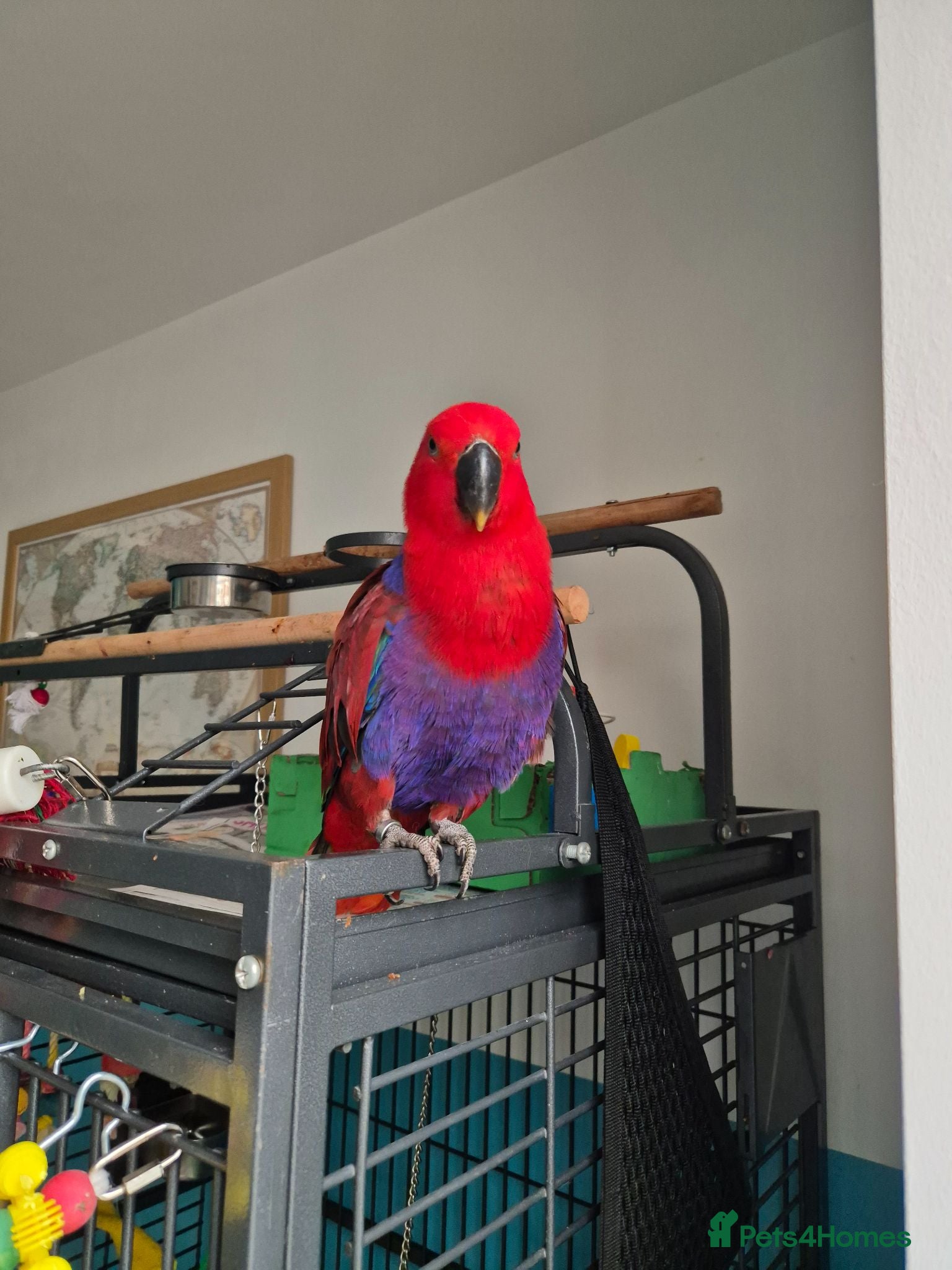 Parrots birds Eclectus parrot female 8 months old nearly - Advert 1