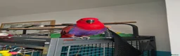 Parrots birds for sale: Eclectus parrot female 8 months old nearly in Preston - Advert 1