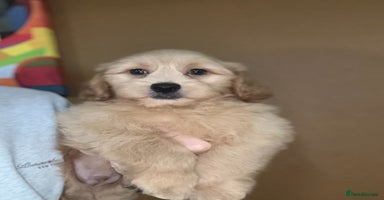 Shihpoo dogs - Advert 6