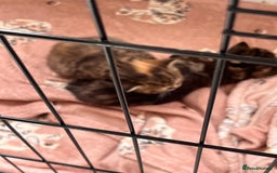 British Shorthair cats for sale: british shorthair kittens available  - Image 7
