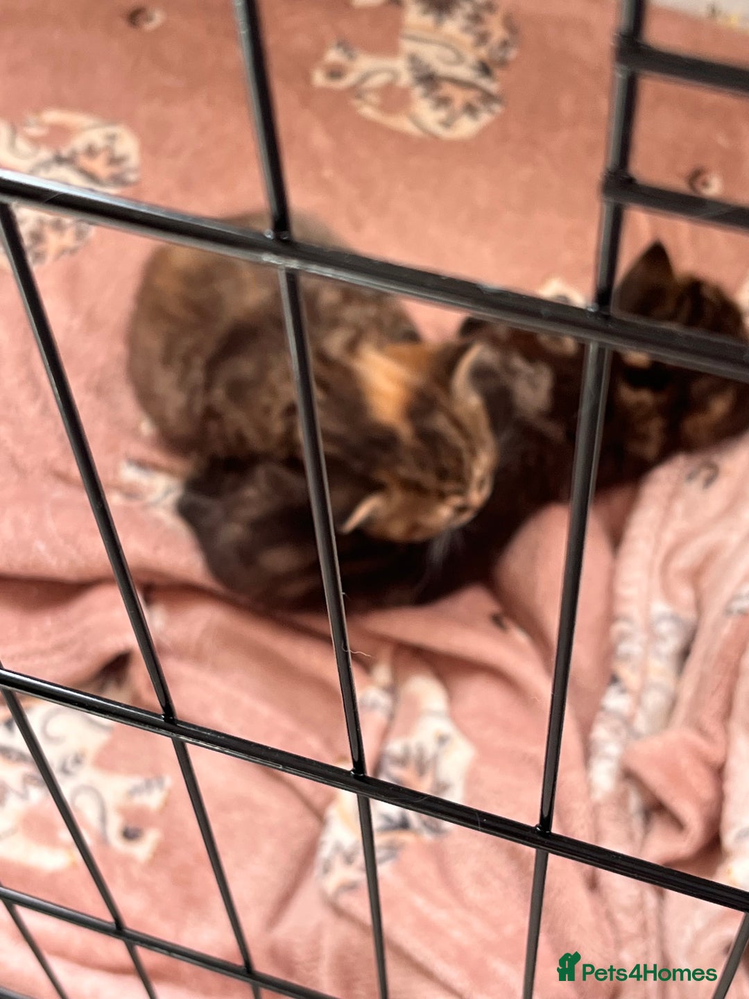 British Shorthair cats for sale: british shorthair kittens available  - Image 7