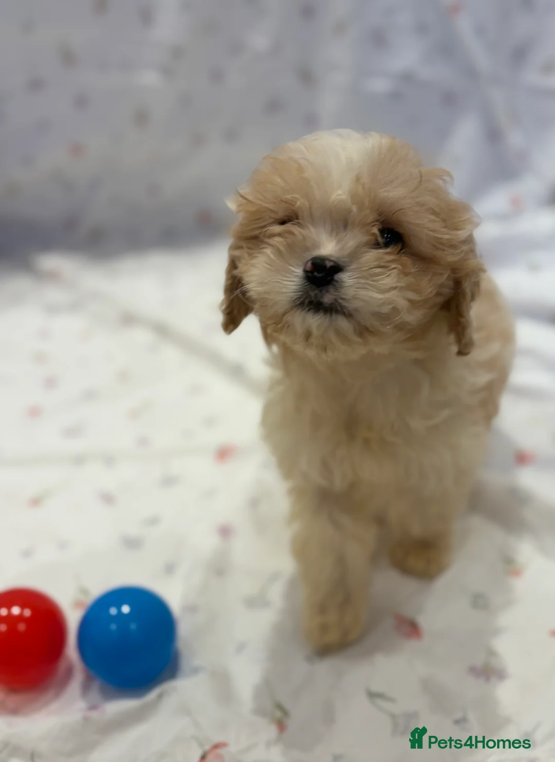 Cavapoo dogs for sale: Extensively health tested Stunning Cavapoo boys - Advert 8