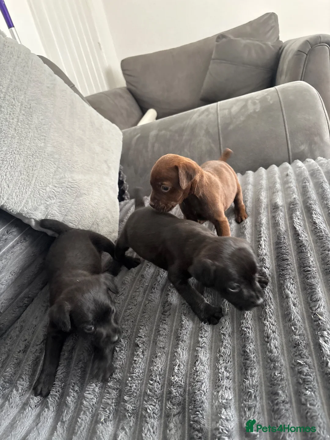 Patterdale Terrier dogs for sale: Patterdale terrier puppy’s - Advert 3