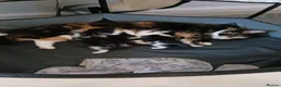 Mixed Breed cats for sale: Litter of kittens in Canterbury - Advert 4