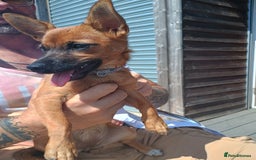 Mixed Breed dogs for sale: Jack Russell x dashhound - Image 2