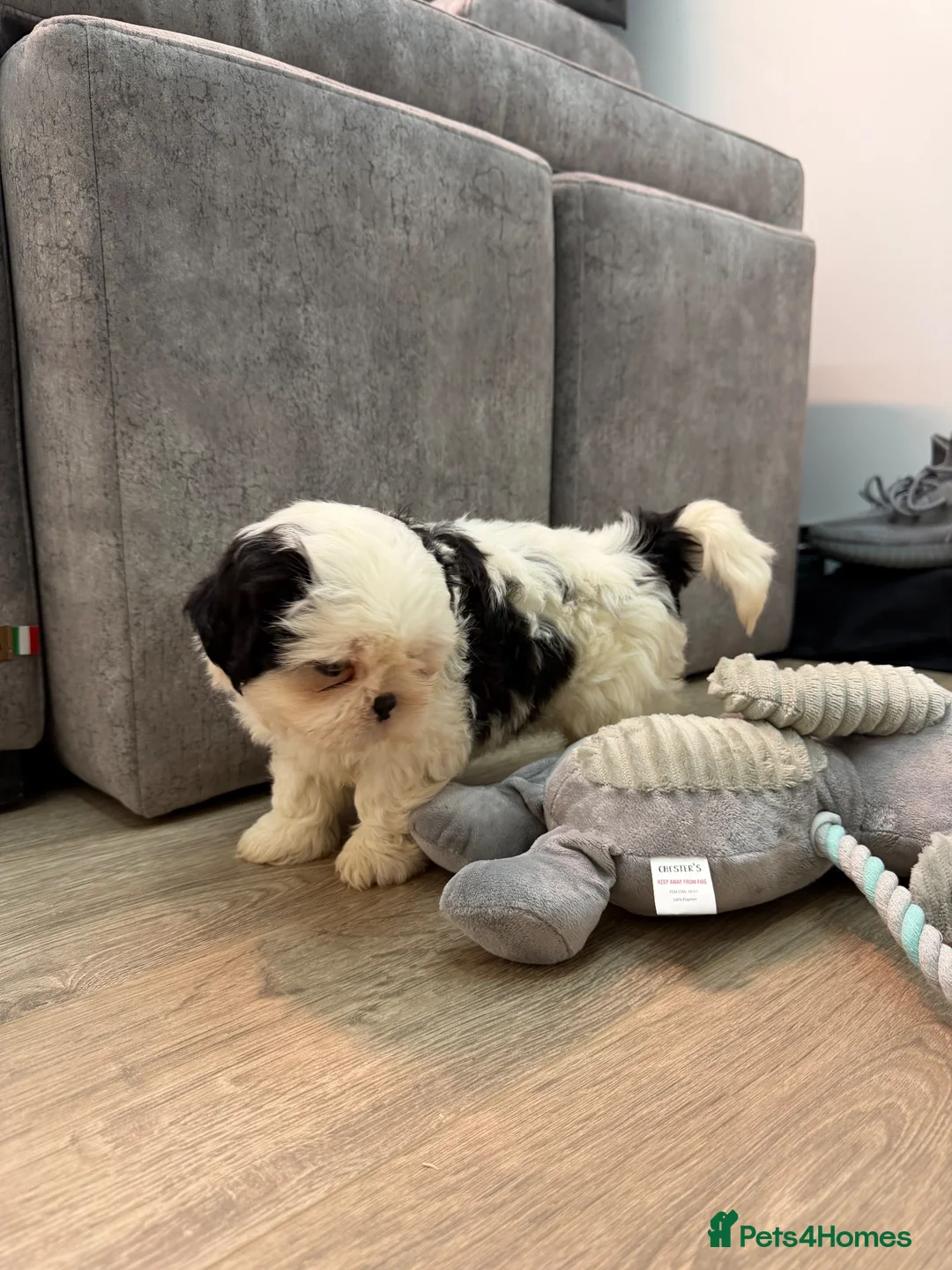 Shih Tzu dogs for sale: Beautiful Shih Tzu Puppies – 2 Boys & 1 Girl 🐶 in Stevenage - Advert 6
