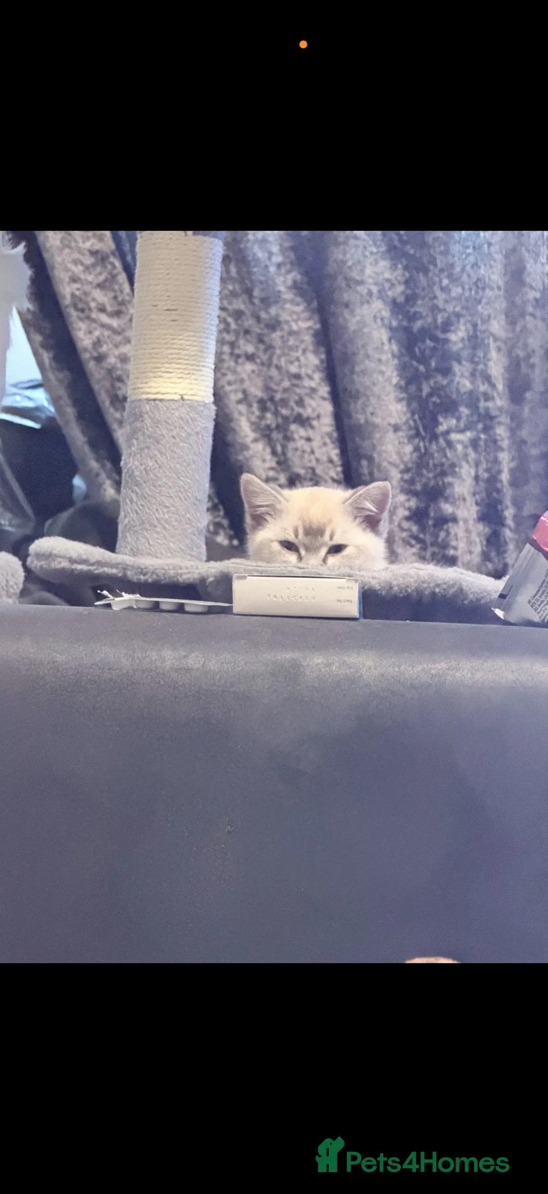 Ragdoll cats for sale: Female lynx ragdoll - Advert 2