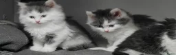 Mixed Breed cats for sale: 🐾 Adorable fluffy Kittens–Ready to leave now.🐾  - Advert 8