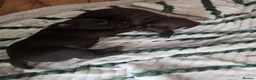 Mixed Breed dogs for sale: 1 male & 1 female cockerdale pups in Ludlow - Advert 4