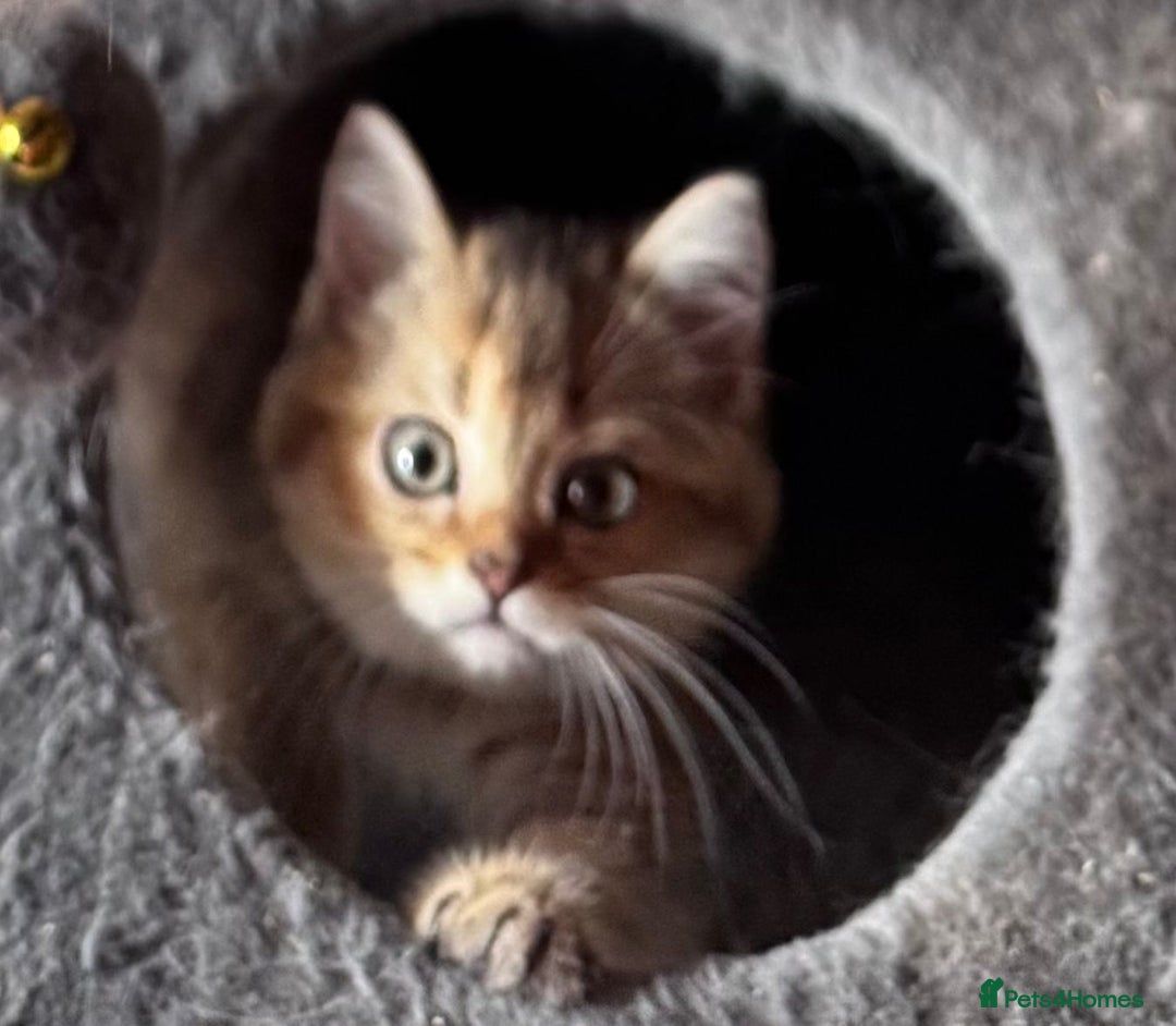 Scottish Fold cats for sale: Scottish fold kittens in hull - Image 7