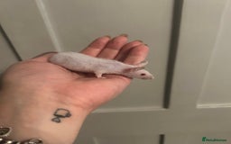 Mouse rodents for sale:  mice  - Image 1
