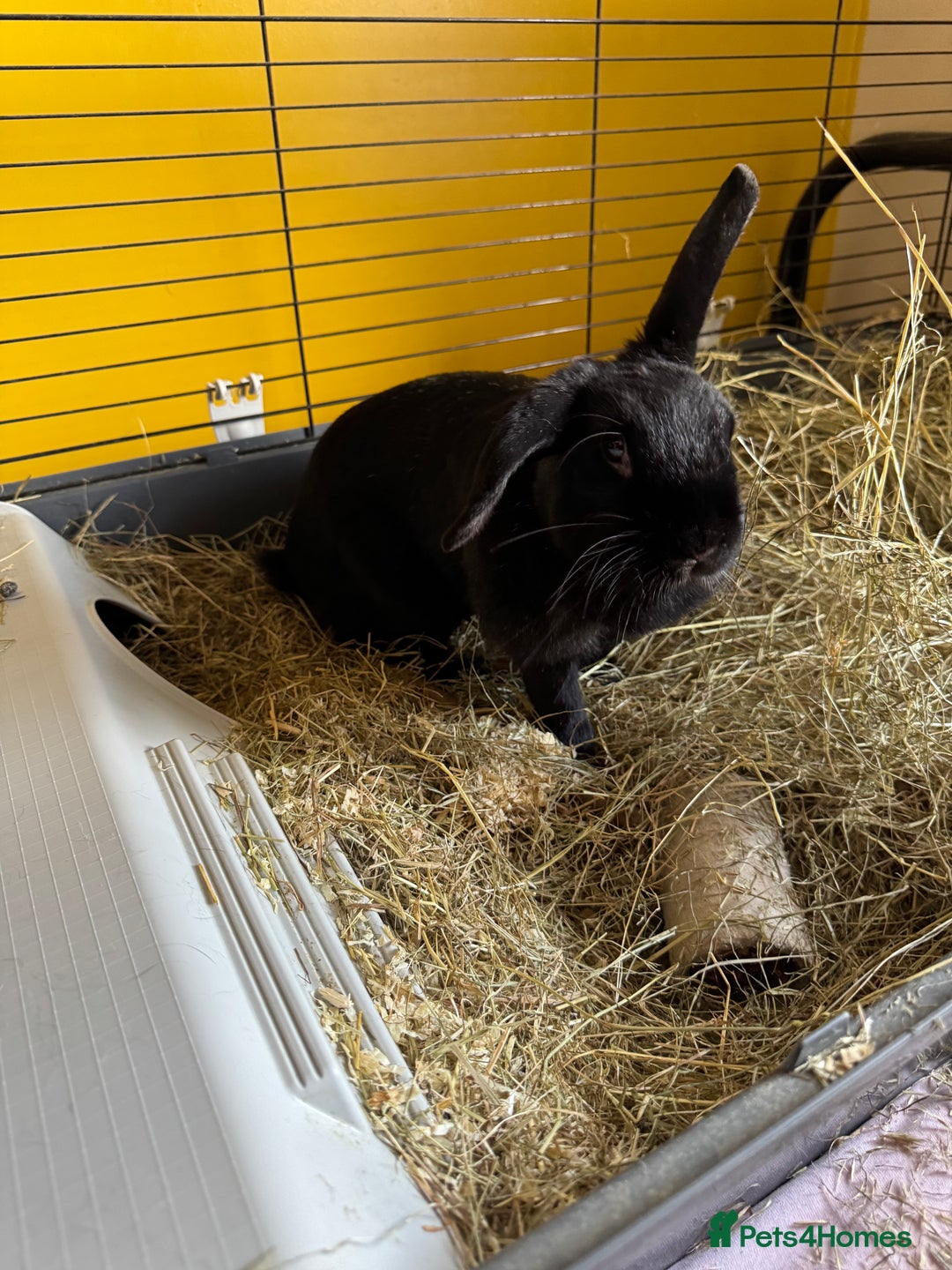 Mini Lop rabbits for sale: Rabbits for sale - Image 2