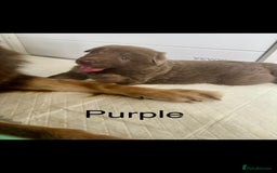 German Shepherd dogs for sale: Kc registered DNA Health tested gsd puppies - Image 11