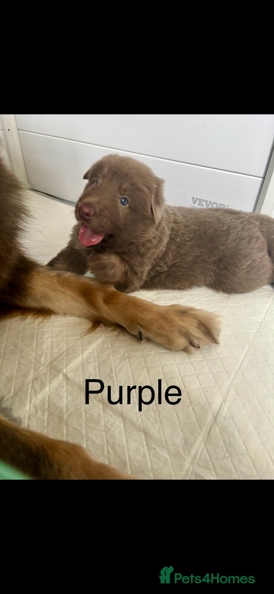 German Shepherd dogs for sale: Kc registered DNA Health tested gsd puppies - Image 11