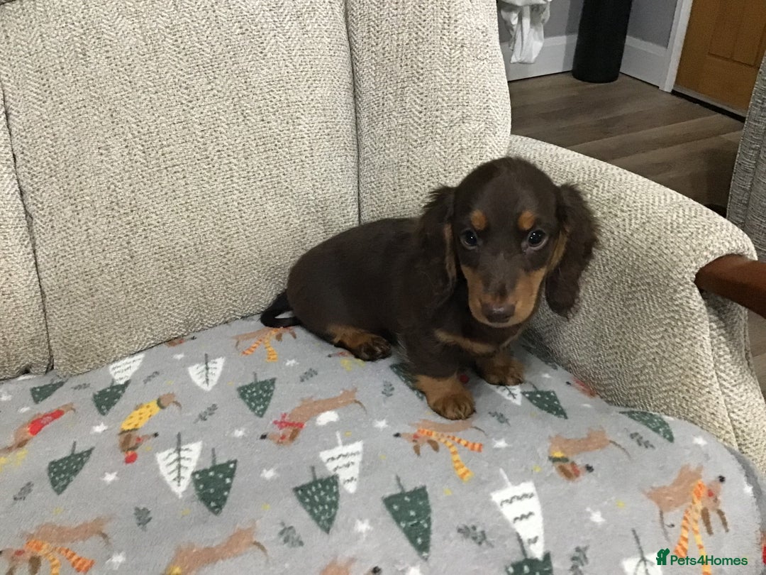 Miniature Dachshund dogs for sale: Mini Daxies true to type - Advert 9