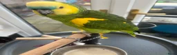 Parrots birds for sale: Amazon blue front in Stockton-on-Tees - Advert 3
