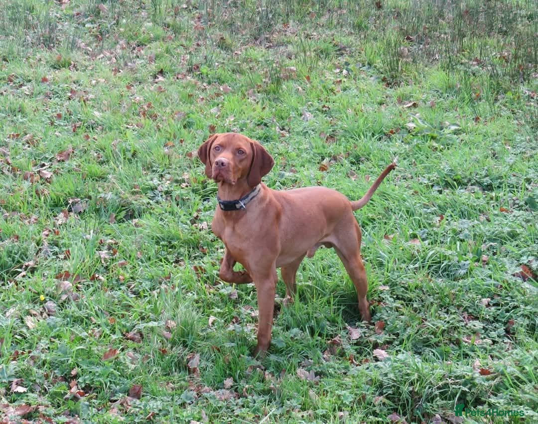 Hungarian Vizsla dogs for sale: Hungarian Vizsla Puppies - Advert 1