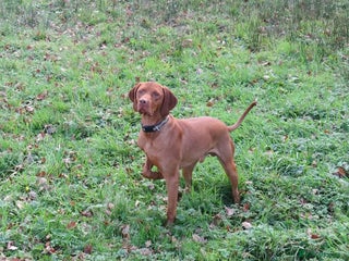 Hungarian Vizsla dogs Hungarian Vizsla Puppies - Advert 1